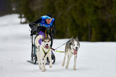 Husky sled dog racing. winter dog sport sled team competition. siberian husky dogs pull sled