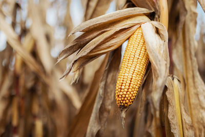 Close-up of corn