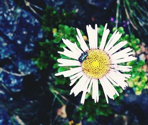 Close-up of daisy blooming outdoors