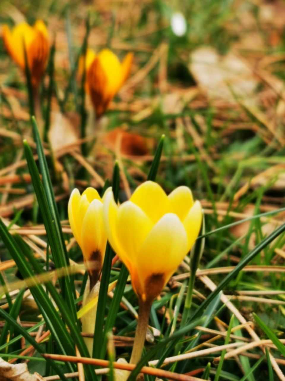 CLOSE-UP OF YELLOW CROCUS FLOWERS IN FIELD