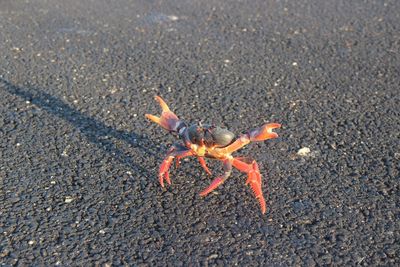 High angle view of crab on beach