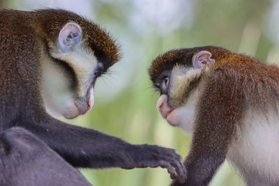 Schmidt's red-tailed guenon monkeys tender moment