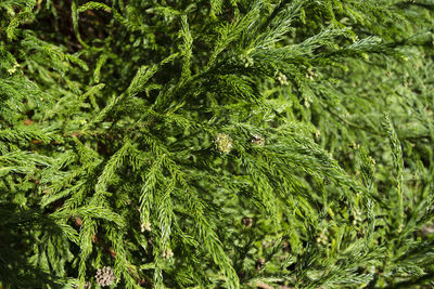 Close-up of pine tree