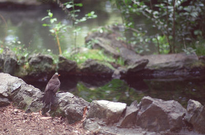 Close-up of bird perching on rock against trees