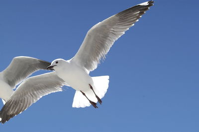 Low angle view of seagull flying in sky