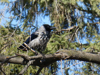 Bird perching on a tree