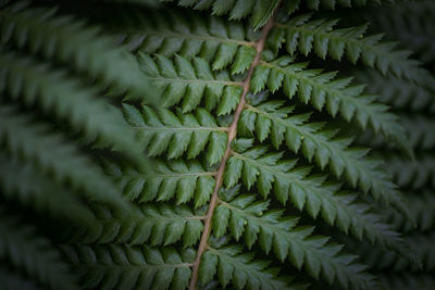 Full frame shot of cactus