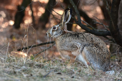 Close-up of hare on grassy field
