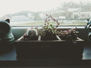 Potted plants on the wall