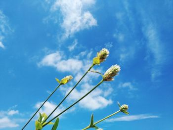 Low angle view of flowering plant against blue sky