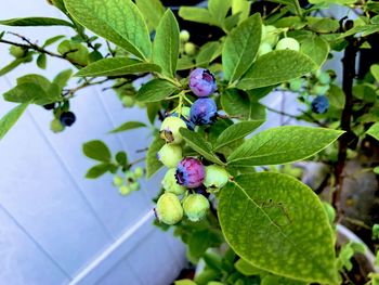 High angle view of berries on plant