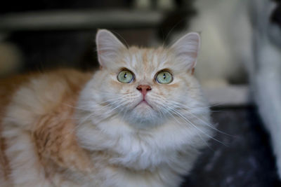 Close-up portrait of cat