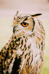 Close-up of eurasian eagle owl outdoors