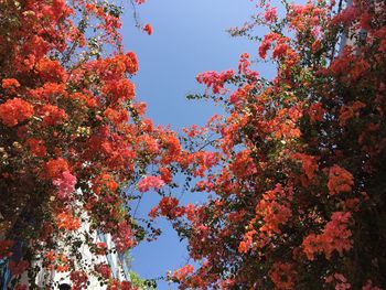 Low angle view of trees against sky during autumn