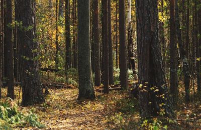 Trees growing in forest