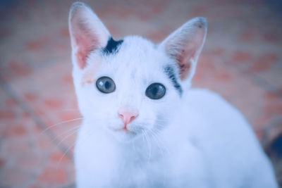 Close-up portrait of white cat