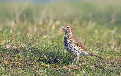 Close-up of a bird on grass