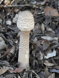 Close-up of mushroom growing on field