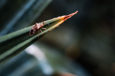 Close-up of insect on leaf