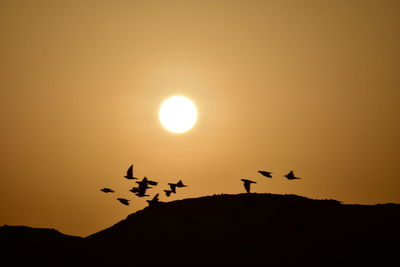 Birds in flight at sunrise over the desert dunes