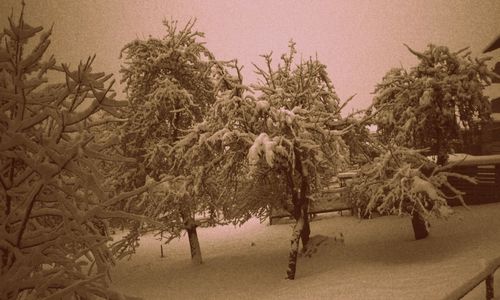 Close-up of snow covered trees against sky