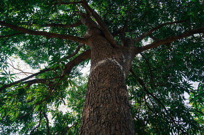 Low angle view of tree in forest against sky