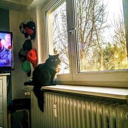 Cat looking through window