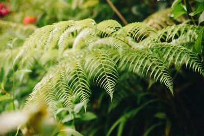 Close-up of fern leaves