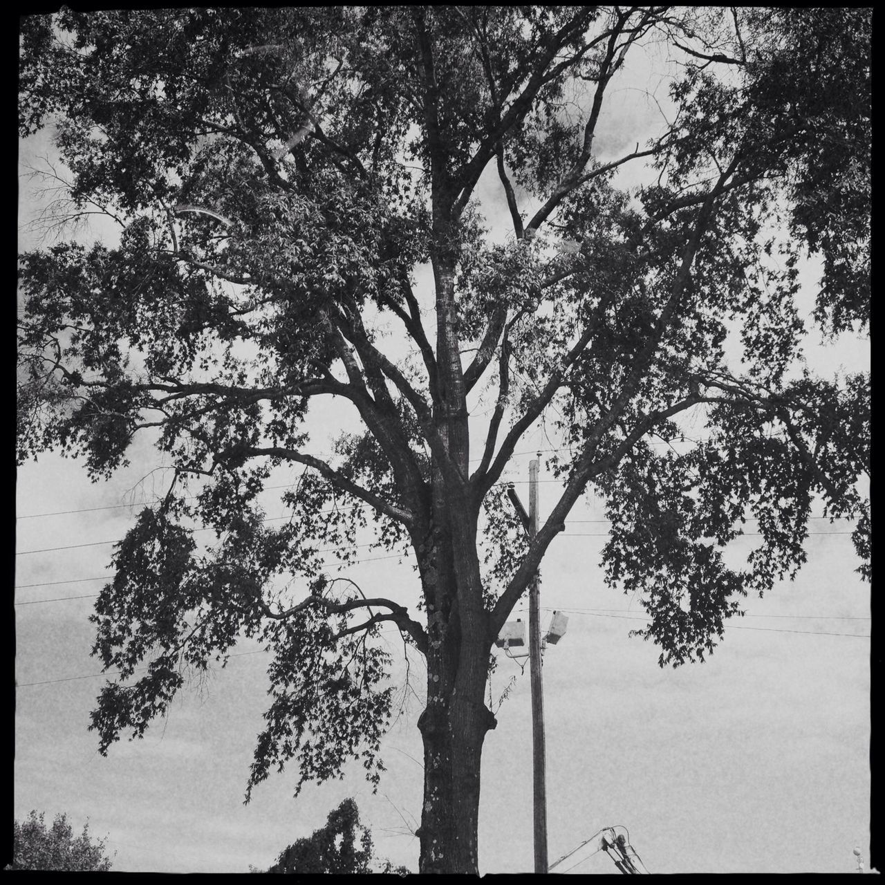 transfer print, tree, auto post production filter, branch, tree trunk, tranquility, growth, low angle view, nature, sky, beauty in nature, tranquil scene, silhouette, scenics, bare tree, no people, outdoors, day, single tree, clear sky