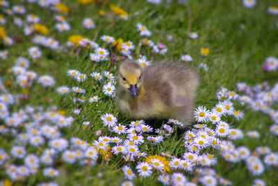 View of an gosling's on field of daisies 