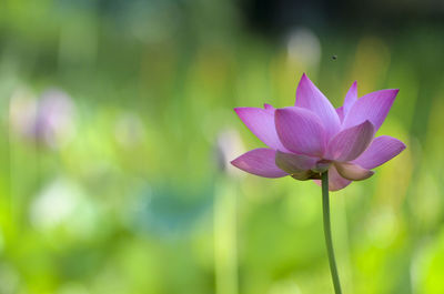 Pink Lotus form
