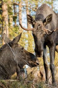 Male and female moose in forest
