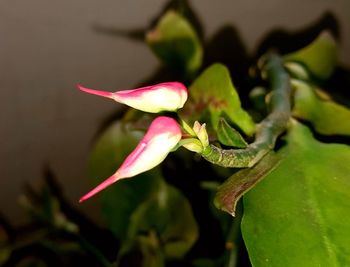 Close-up of flower against blurred background