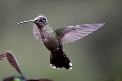 Close-up of bird flying