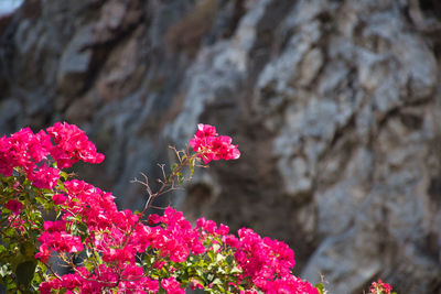 Close-up of pink flowering plant