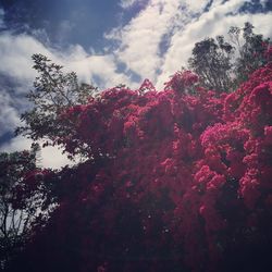 Low angle view of pink flowers