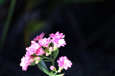 Close-up of pink flowering plant