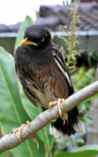 Close-up of eagle perching on branch