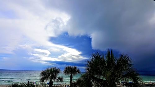 Low angle view of palm trees on beach