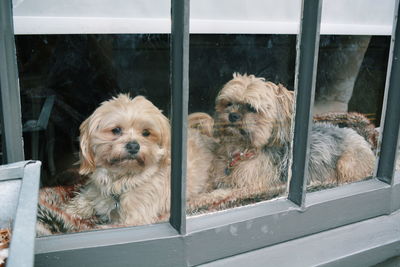 Dogs resting at home seen through window