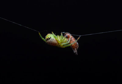 Close-up of insect over black background