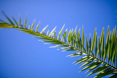 Low angle view of palm tree against blue sky