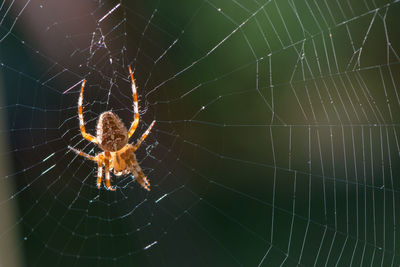 Close-up of spider on web