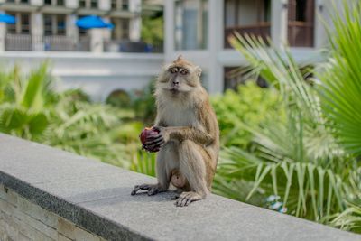 Monkey sitting on retaining wall