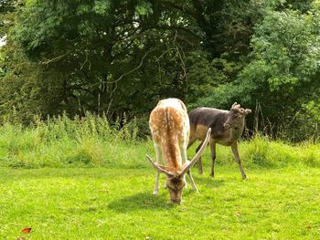 Horses grazing on field