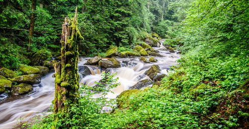 Scenic view of waterfall in forest