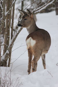 Deer standing on snow field