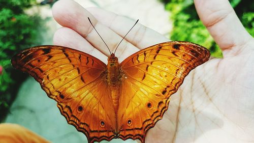 Close-up of butterfly perching on hand