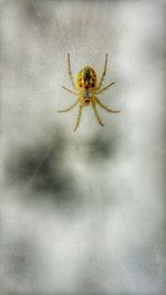 Close-up of insect on wall