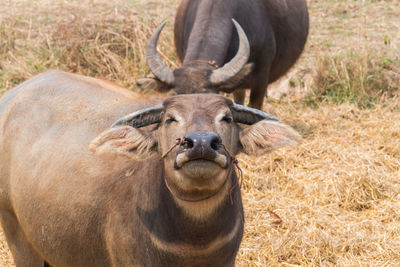 Close-up portrait of horse on field